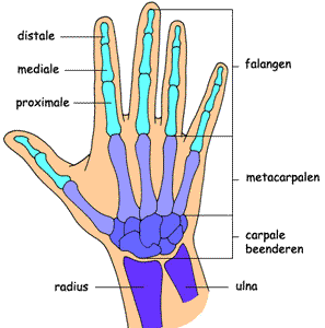 anatomie van de hand