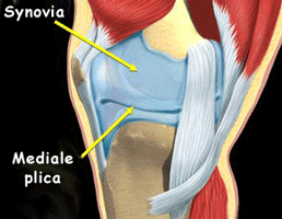 synovia