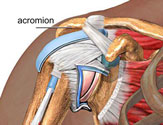 Acromion