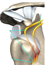 paperback Transplanteren groot Dr. Mortelé, orthopedie